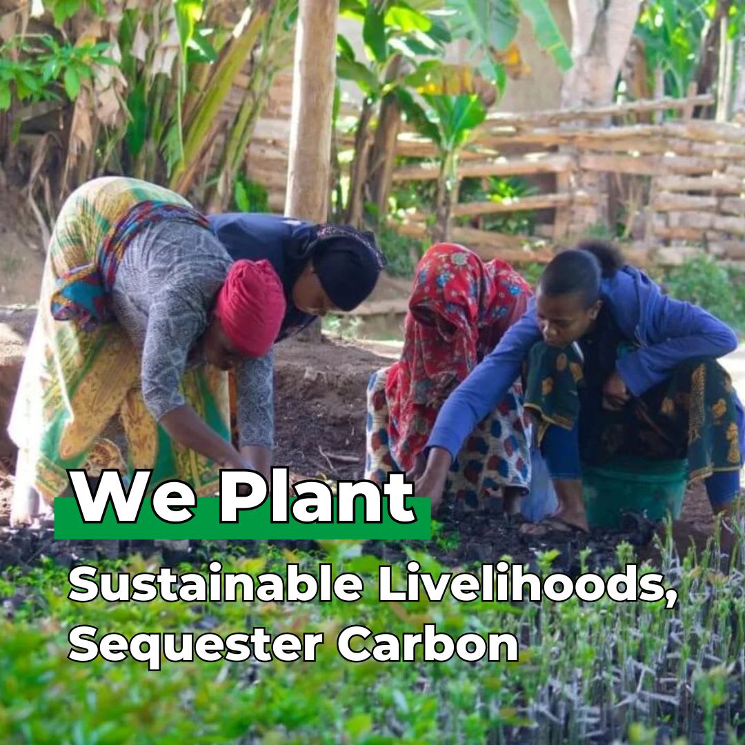 Every Forest Starts From a Single Seed – Tree Kit - We Plant 20 Trees-3